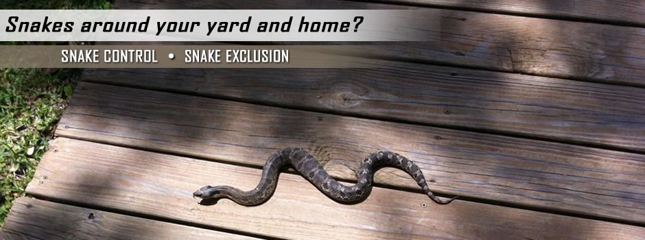 snake-control-slider